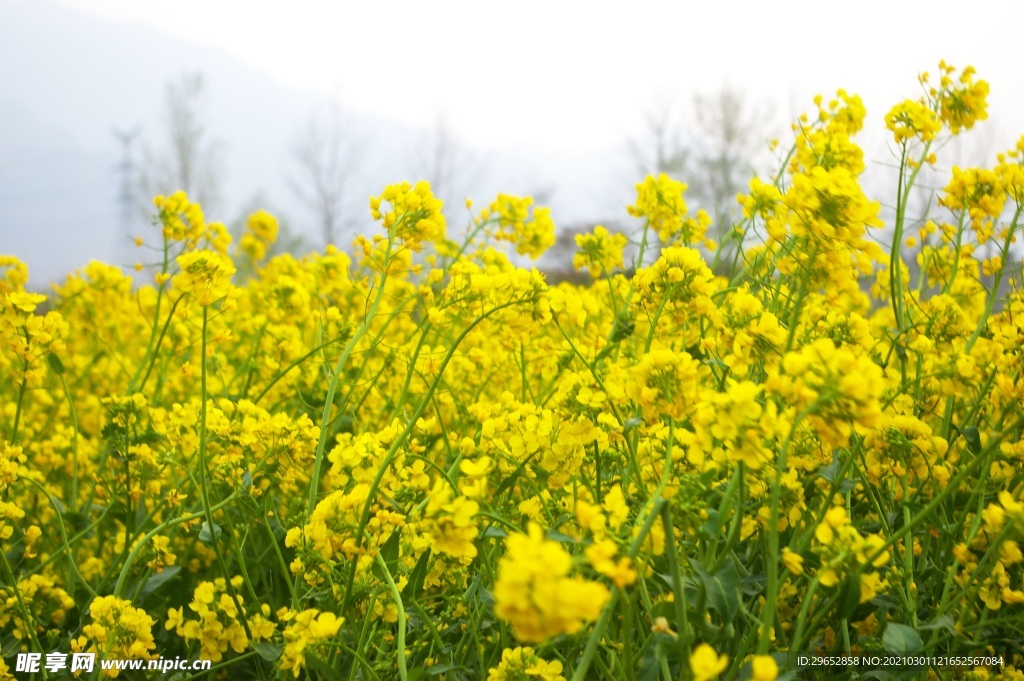 油菜花