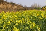 油菜花