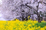 油菜花
