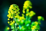 油菜花