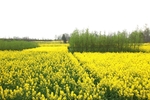 油菜花
