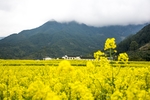 油菜花