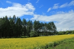 油菜花