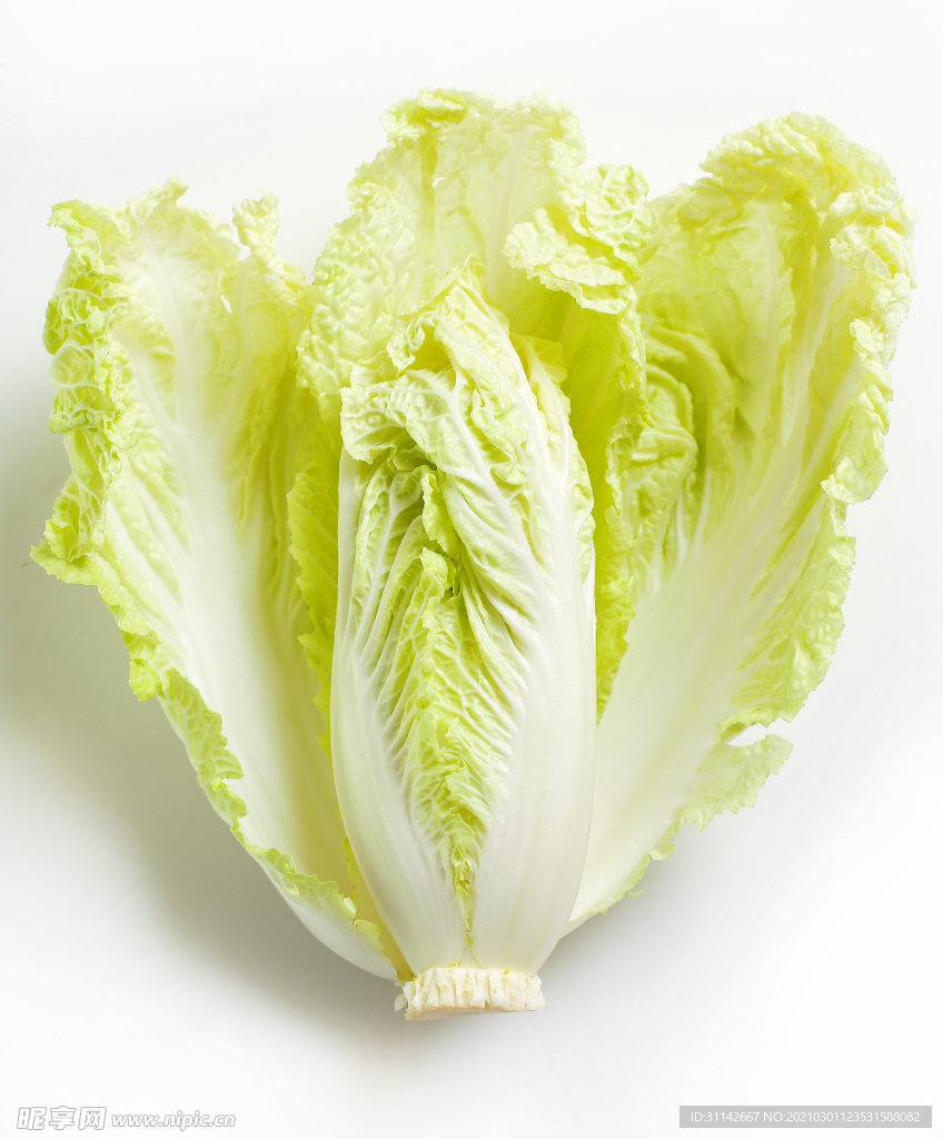 白菜