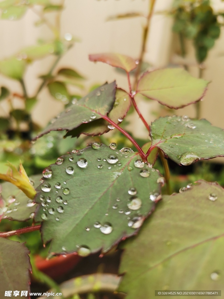 露珠雨珠