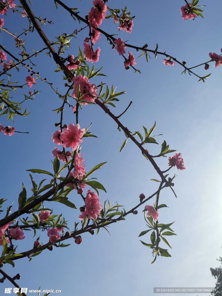 桃花