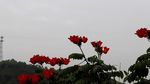 花 风景 盛开 鲜艳 生命力