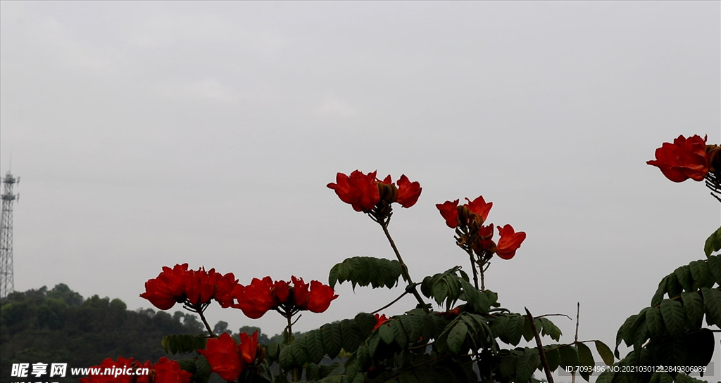 花 风景 盛开 鲜艳 生命力