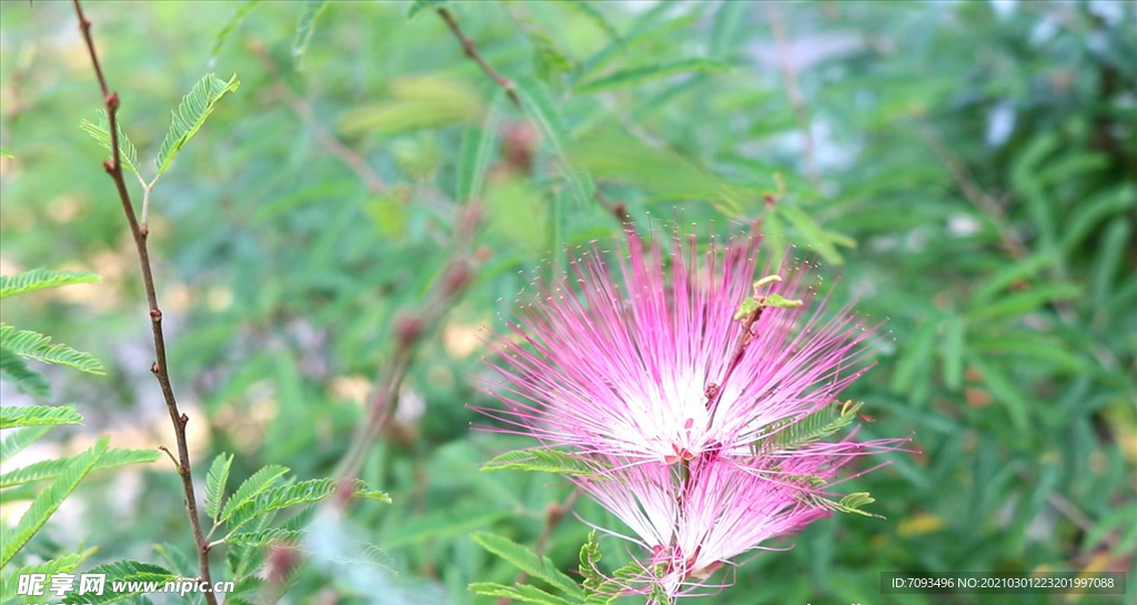 花 风景 盛开 鲜艳 生命力