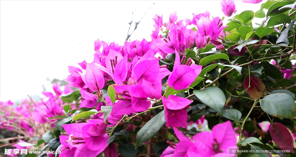 花 风景 盛开 鲜艳 生命力