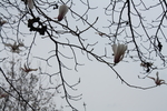 白玉兰 自然 二月的风