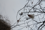 白玉兰 自然 风景 二月的风