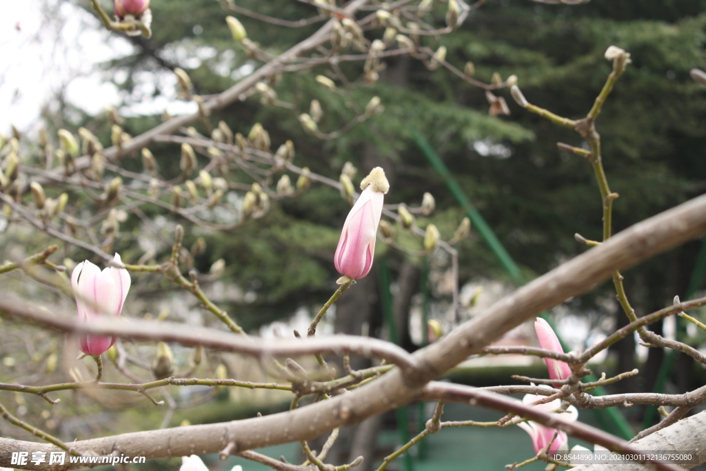 玉兰 花朵 二月的风