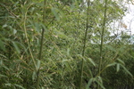竹子 花园 自然 二月的风
