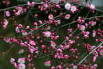 梅花丛