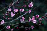 红梅花