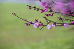 红梅花