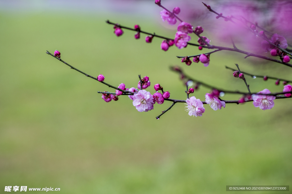 红梅花