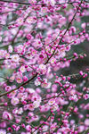 红梅花