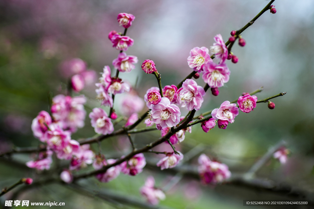 梅花