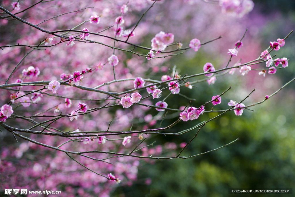 梅花