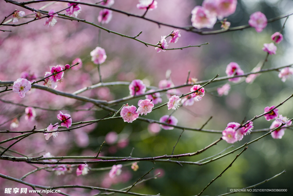 红梅花