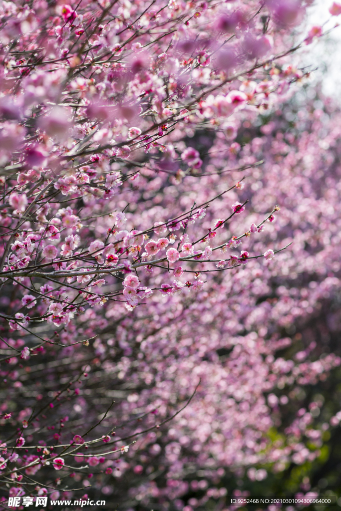 梅花丛