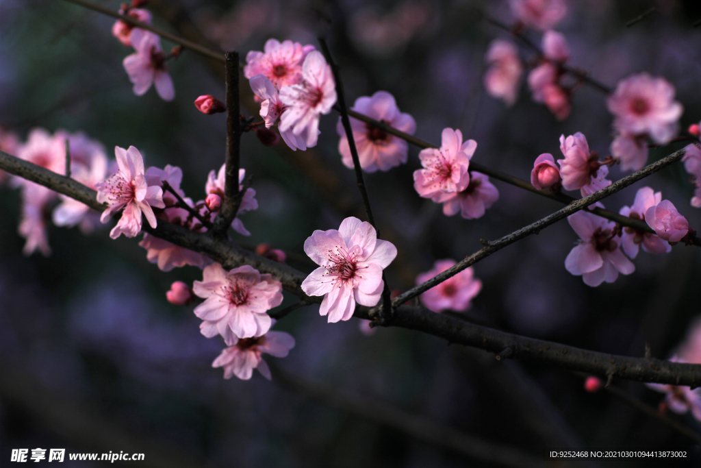 红梅花