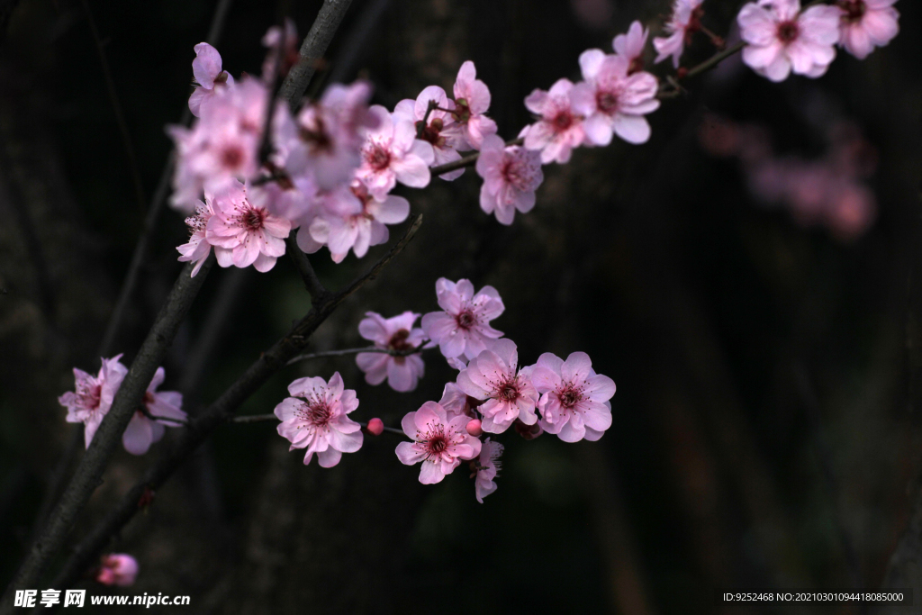 梅花