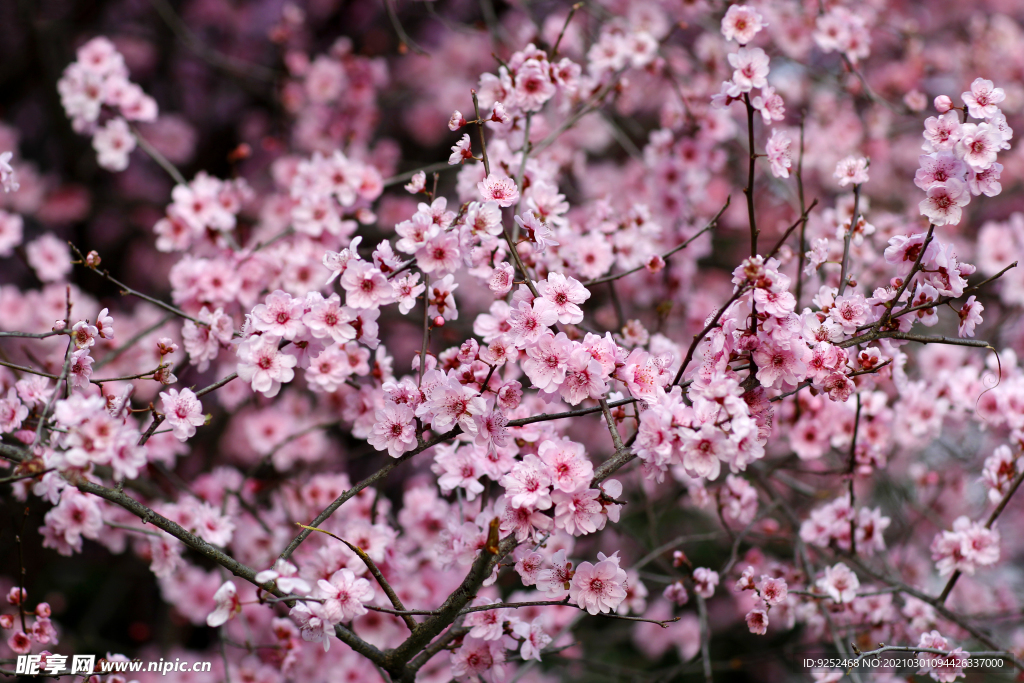 梅花