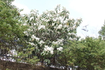 玉兰花