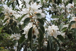 玉兰花