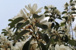 玉兰花