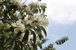 玉兰花