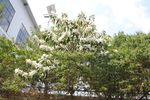 玉兰花