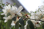 玉兰花