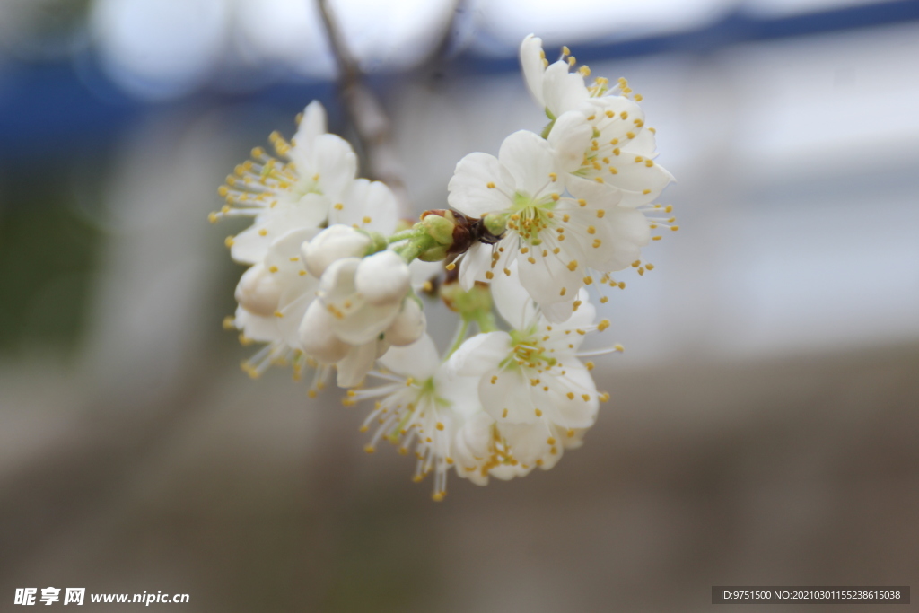 花