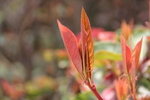 芽
