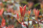 芽