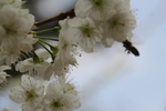 采蜜