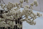 梨花