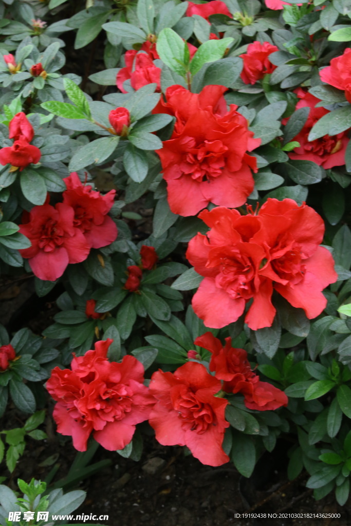 杜鹃花