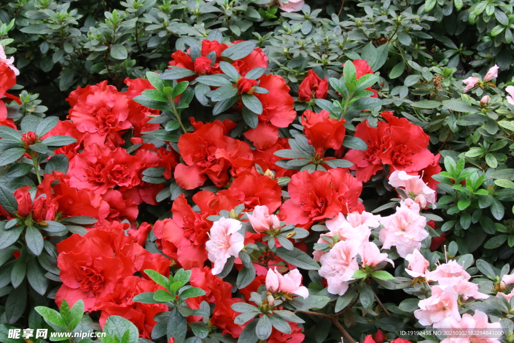 杜鹃花