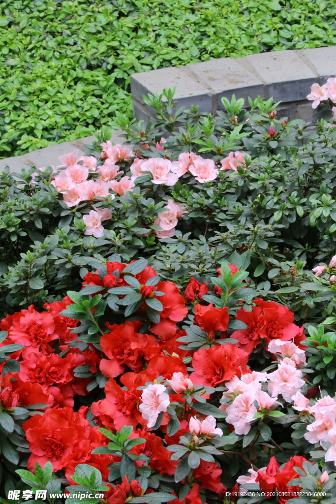 杜鹃花