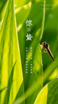 惊蛰海报