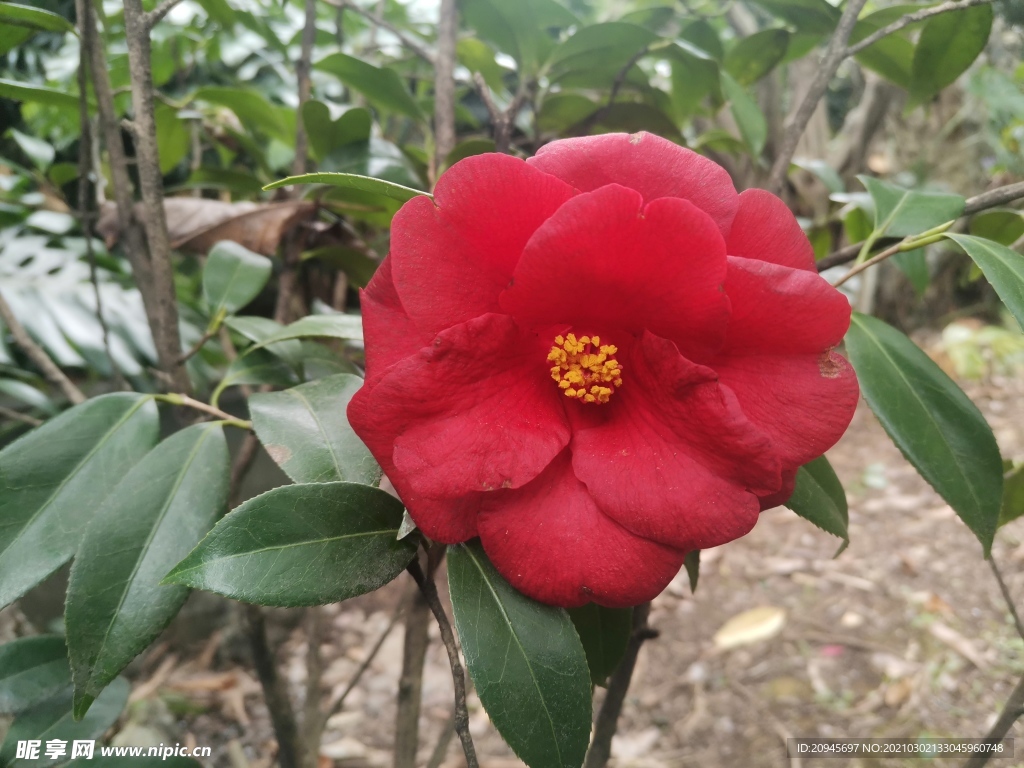 山茶花
