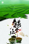 新茶上市