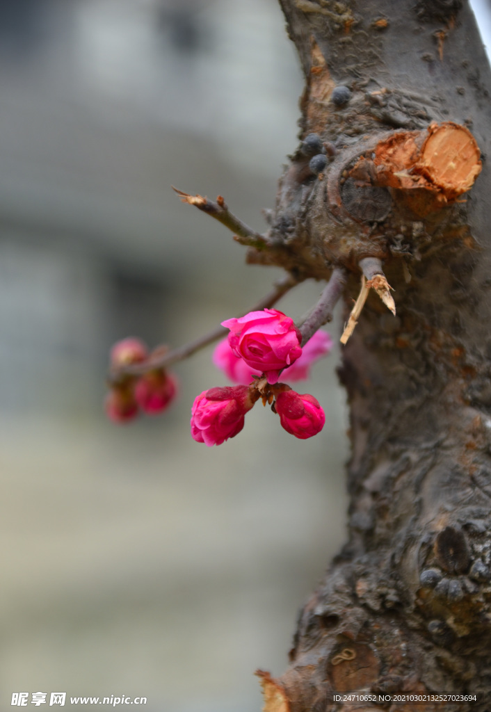 树木发芽