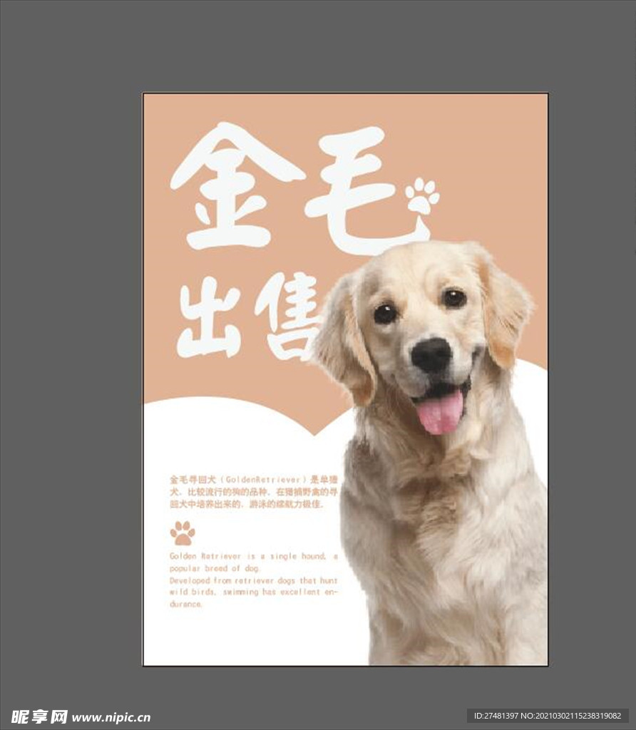 金毛出售海报