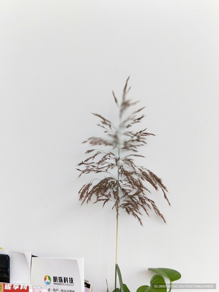 芦苇樱